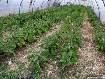 Liban   Août 2022   025