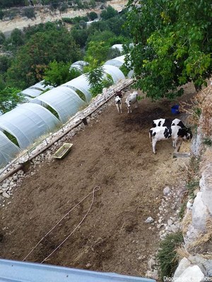 Liban   Août 2022   027