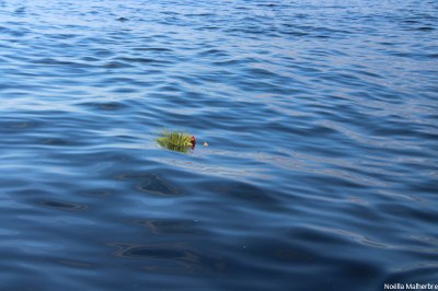 JMMR   27.10.2024   016