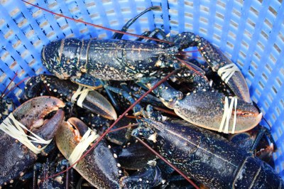 Visite pastorale-©pays valognais-J3-0023.JPG